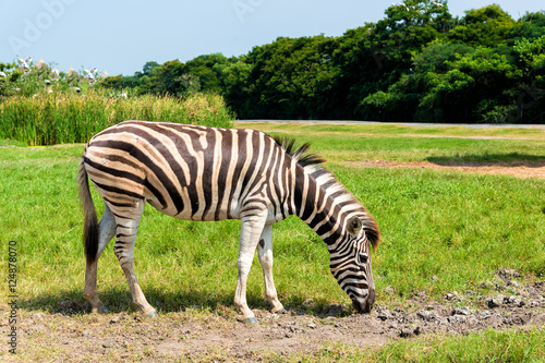 African plains zebra on green savannah grasslands.