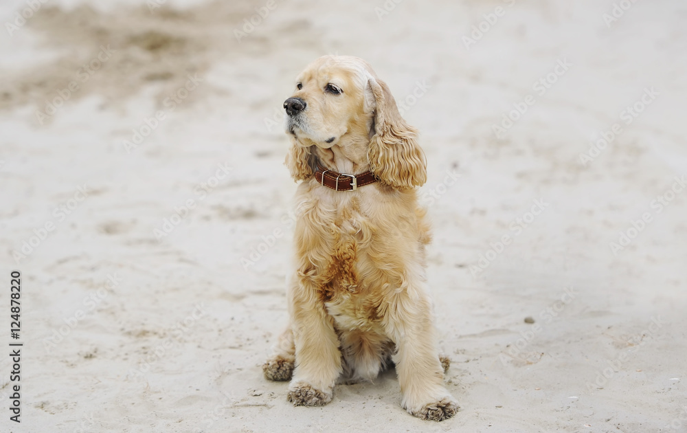 English cocker spaniel dog on sand English cocker spaniel dog on sand