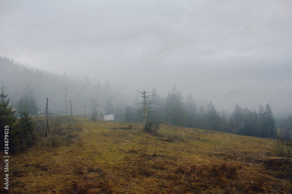 Naklejka premium burned tree in a misty forest