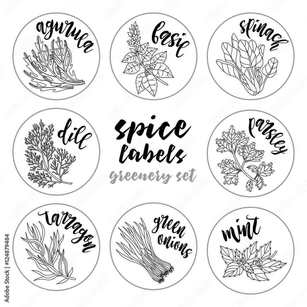 Spices and herbs jar labels. Contour vector condiment greenery set with arugula, basil, spinach, dill, parsley, tarragon, green onions, mint. Botanical illustrations