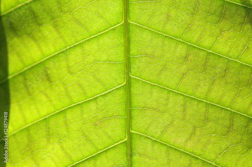 close up of green leaf with vein