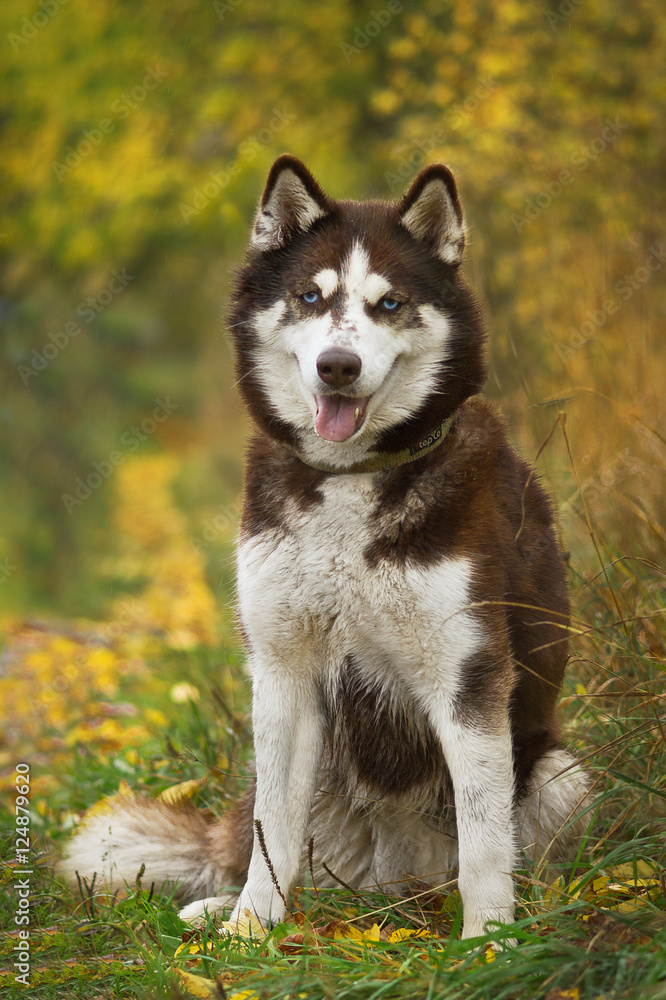 Husky Husky