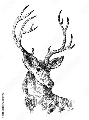 hand drawn deer