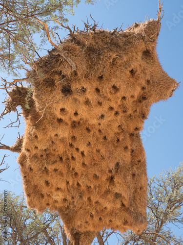 Sociable Weaver Nest