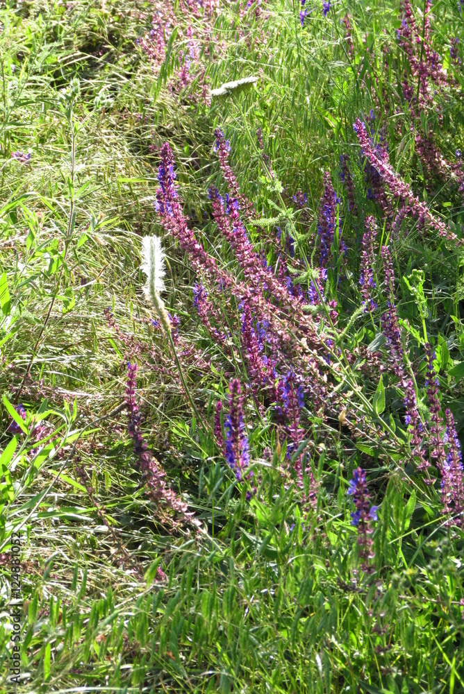 Obraz premium wildflowers