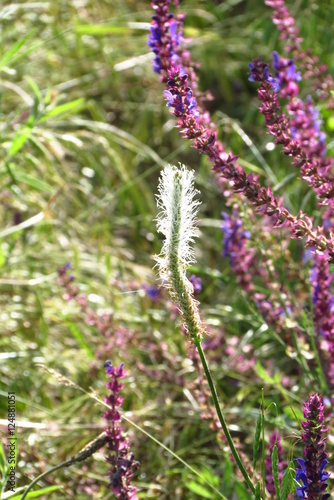 wildflowers