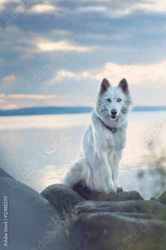 Mermaid dog - yakutian laika photo