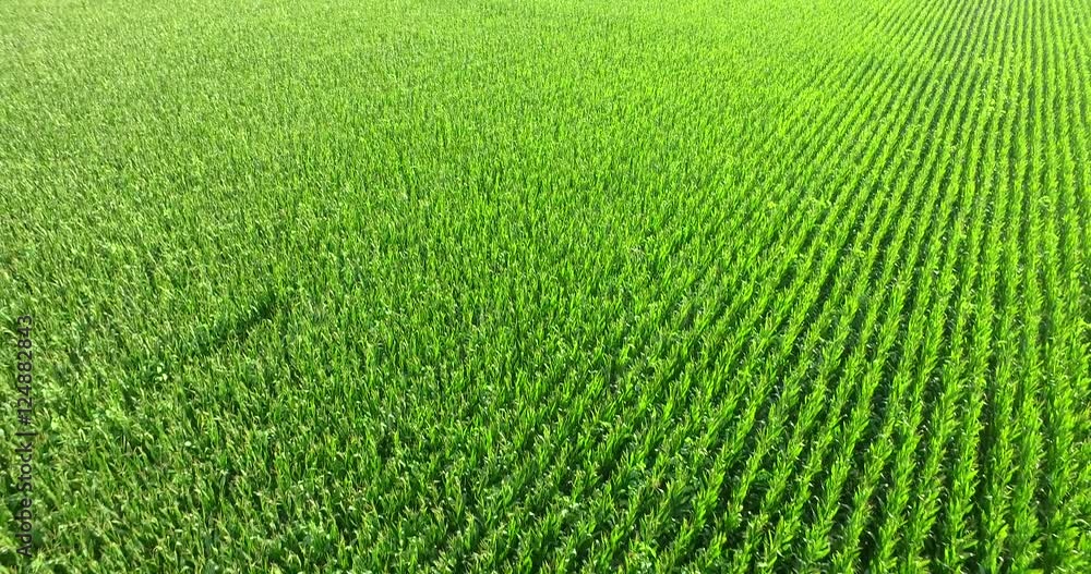aerial view of a bio corn field on a sunny day. concept of agriculture, nature and correct and organic food aerial view of a bio corn field on a sunny day. concept of agriculture, nature and correct and organic food