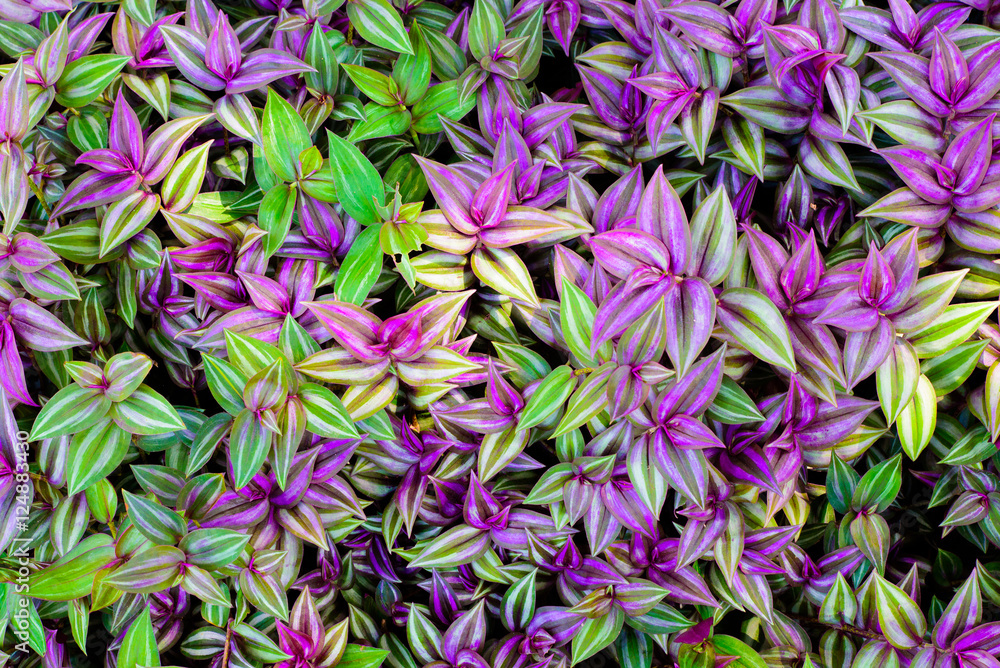 purple and green leaf texture, Leaf background purple and green leaf texture, Leaf background