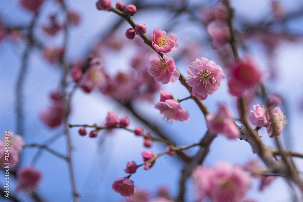 Spring Cherry blossoms, pink flowers. begin to bloom with blue sky Spring Cherry blossoms, pink flowers. begin to bloom with blue sky
