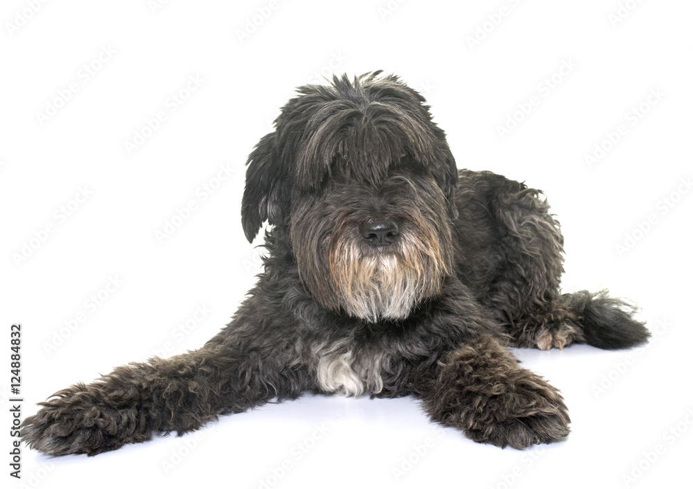 old pyrenean shepherd old pyrenean shepherd