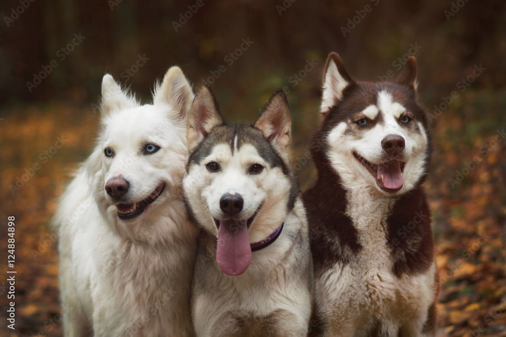 Husky's friends