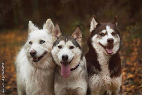 Husky s friends