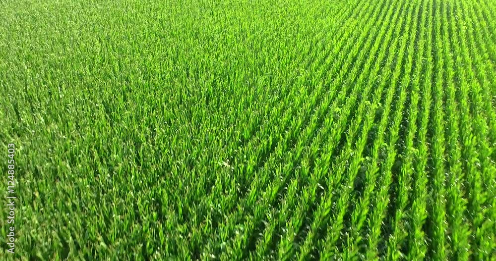 aerial view of a bio corn field on a sunny day. concept of agriculture, nature and correct and organic food aerial view of a bio corn field on a sunny day. concept of agriculture, nature and correct and organic food