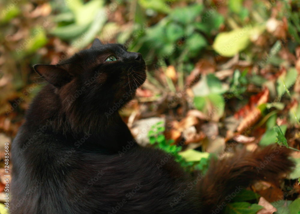 Obraz premium black cat on fall background