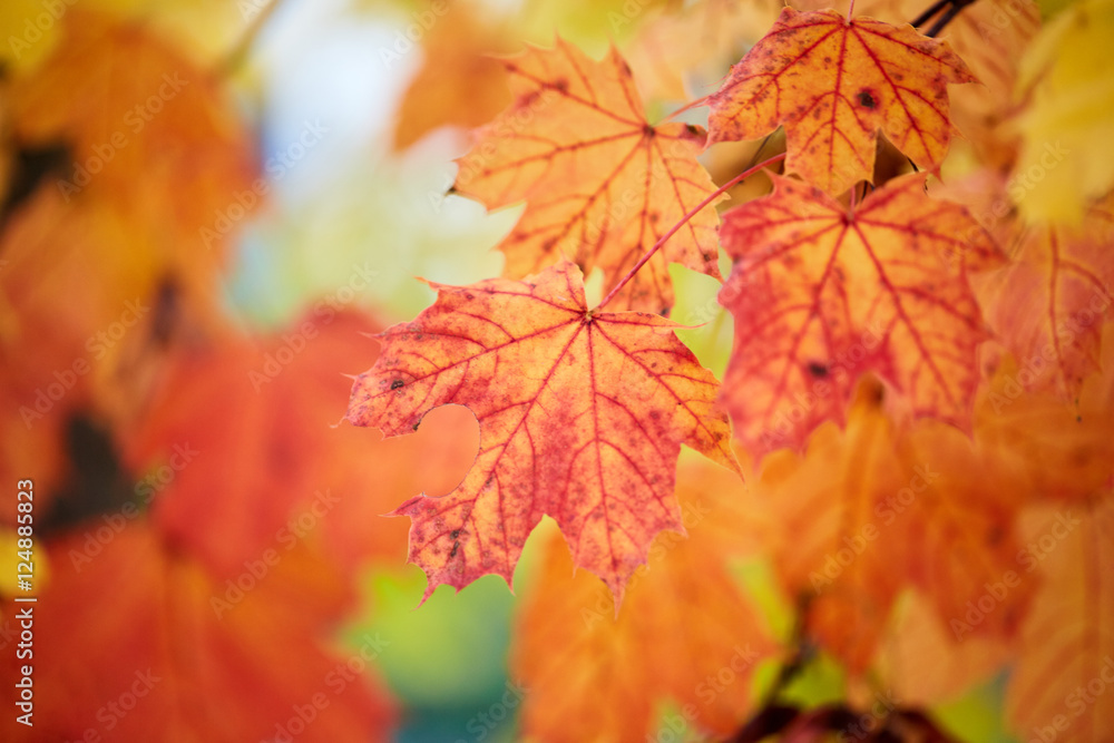 Colorful acer maple leaves as a background