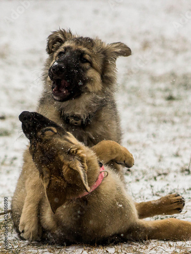playing in the snow