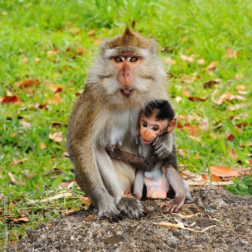 Macaque monkey and its small child - portrait in wildlife nature, island Mauritius.