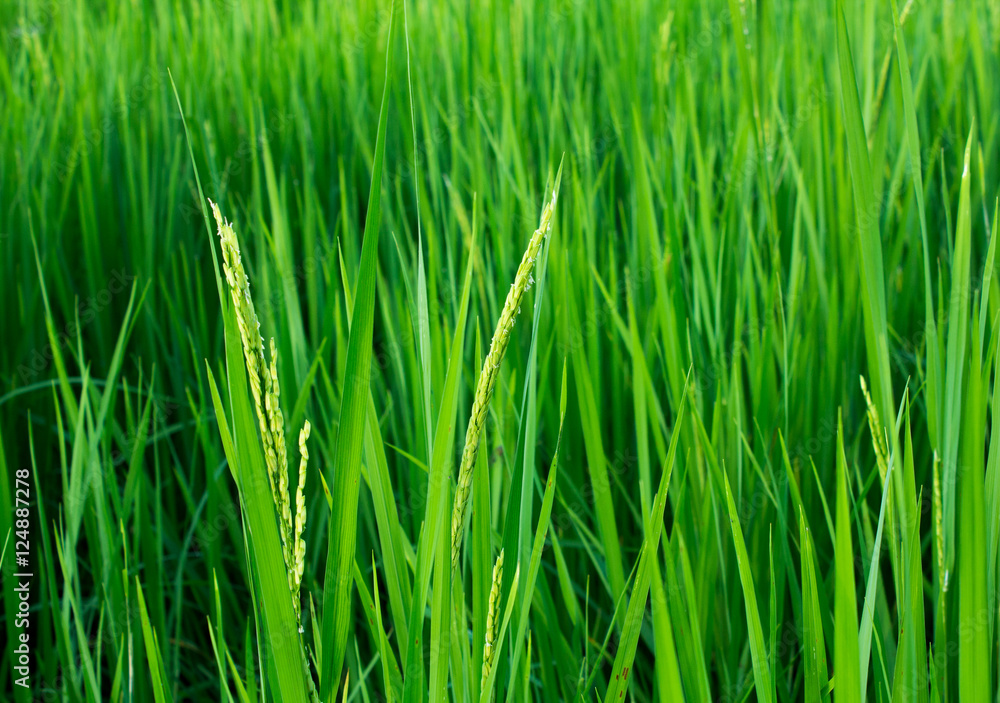 The green rice fields The green rice fields