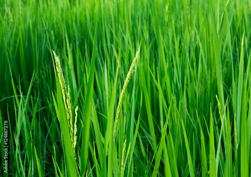 The green rice fields