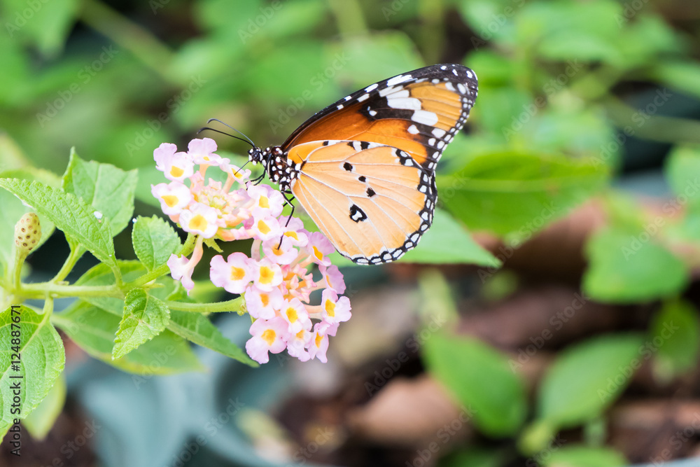 Orange black pattern butterfly on bunch Orange black pattern butterfly on bunch