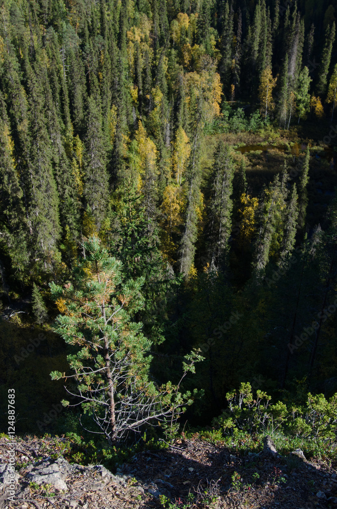 Forest from height Forest from height