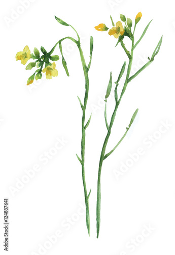 Yellow flowers. Watercolor hand drawn illustration isolated on white background.