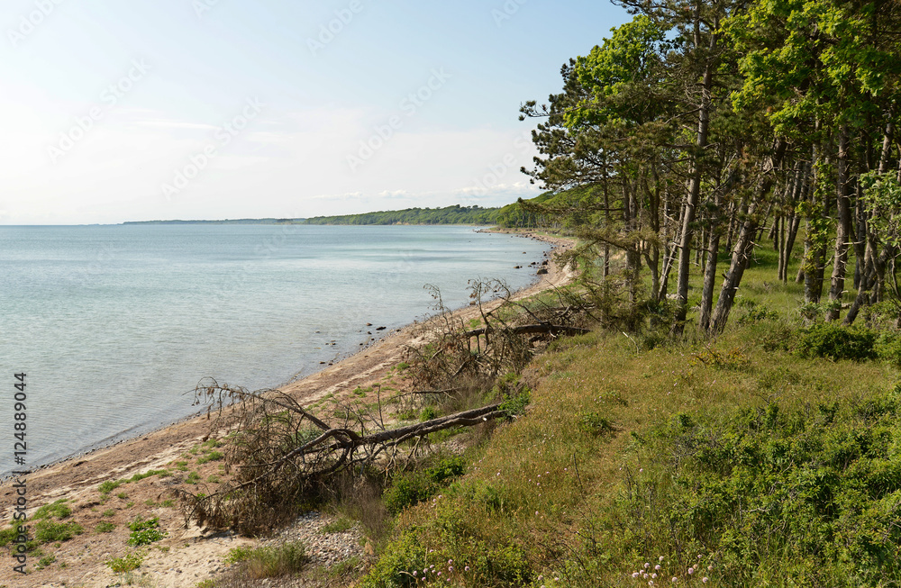 Fototapeta premium View along the forrested and undesturbed coastline of Smålandsfarvandet at Sealand, Denmark