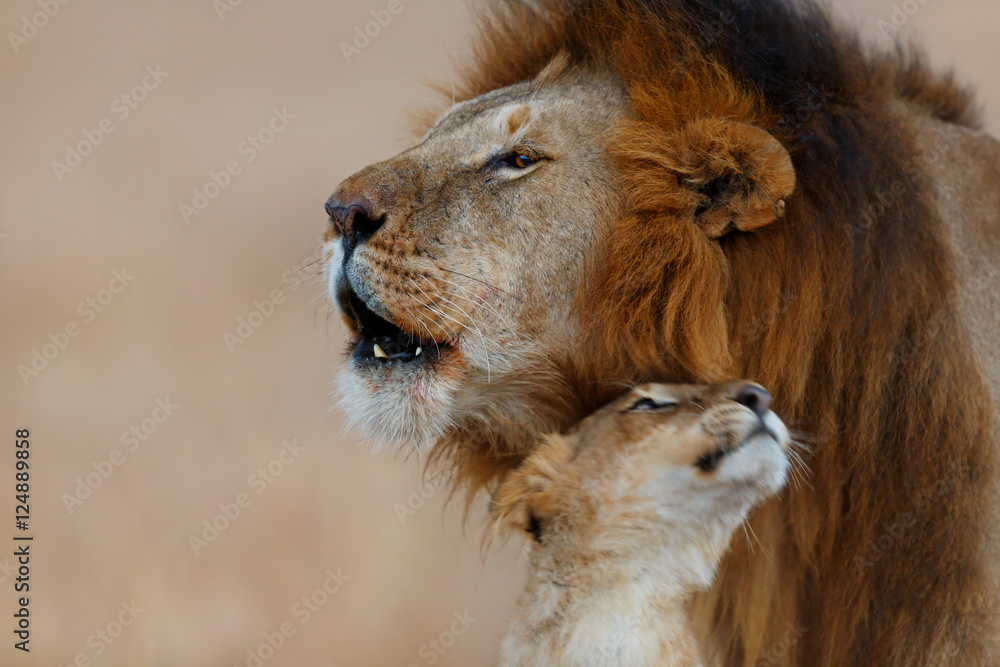 Roaring Rongai Lion with young Lioness in Masai Mara, Kenya
