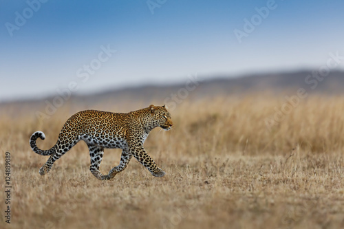 Running Leopard female in Masai Mara, Kenya