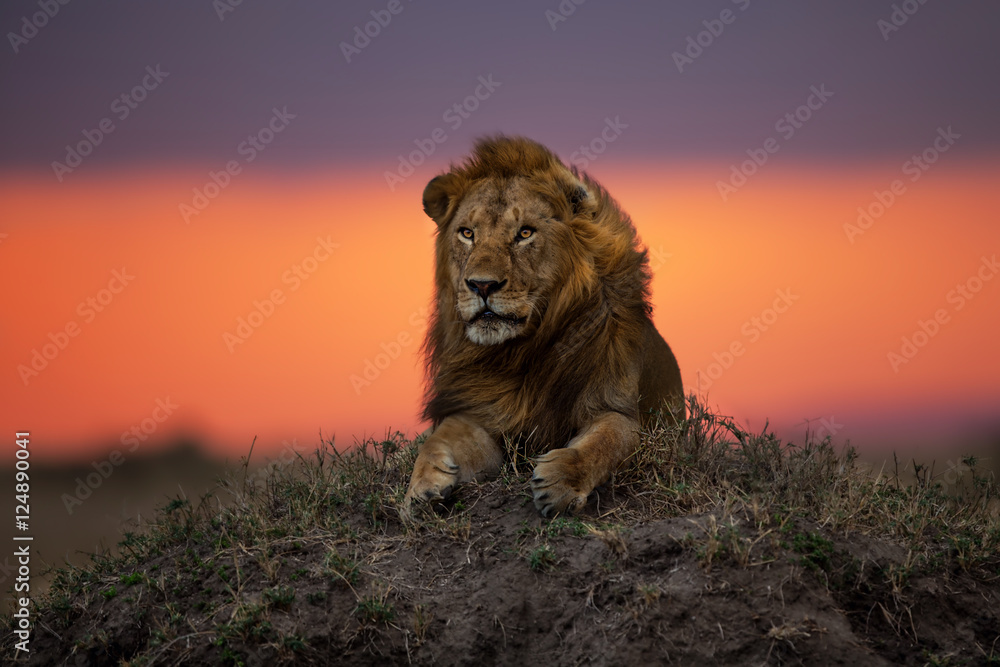 Naklejka premium Lion Earless, son of lion Notch, on a termite hill at sunset in Masai Mara, Kenya