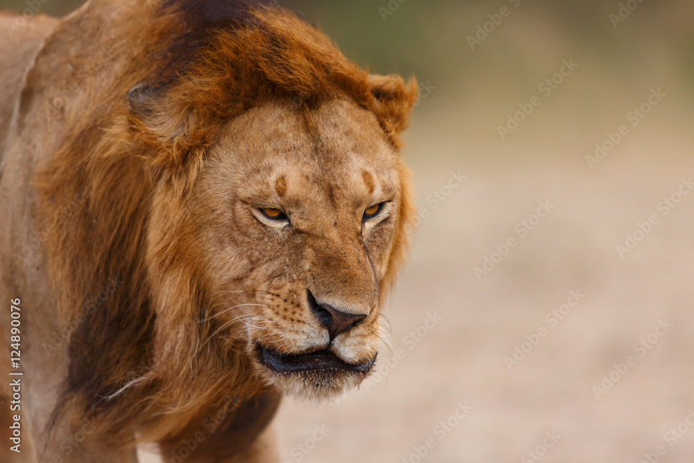 Close up of Lion Earless, son of Lion Notch, in Masai Mara, Kenya