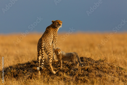 Cheetah mother Malaika with one of her cubs on a termite hill in Masai Mara, Kenya