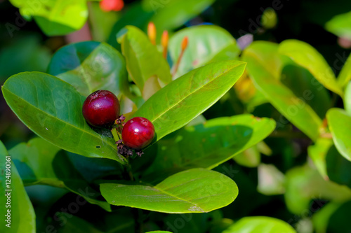 fruit or seed of Ixora chinensis lamk flower, Rubiaceae. photo