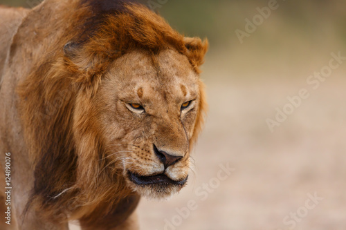 Close up of Lion Earless  son of Lion Notch  in Masai Mara  Kenya