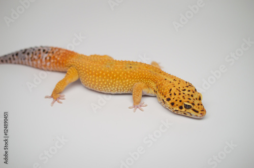 Male Tangerine Leopard Gecko