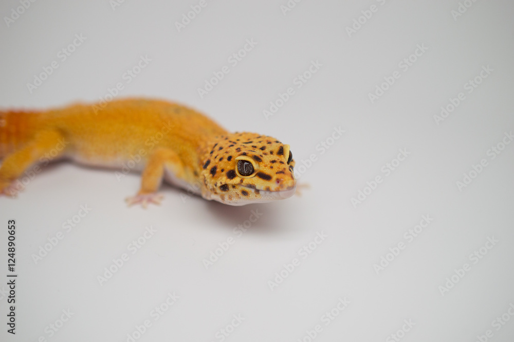 Tangerine Leopard Gecko Male Tangerine Leopard Gecko Male