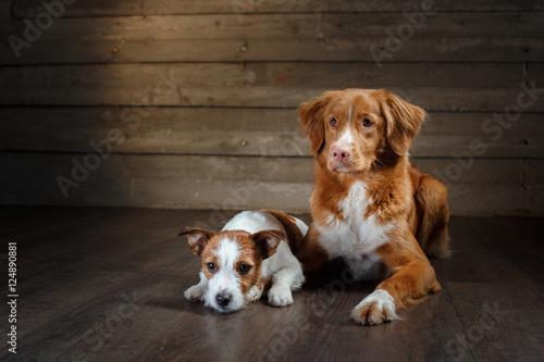Dogs Jack Russell Terrier and Nova Scotia Duck Tolling Retriever portrait on a studio © annaav