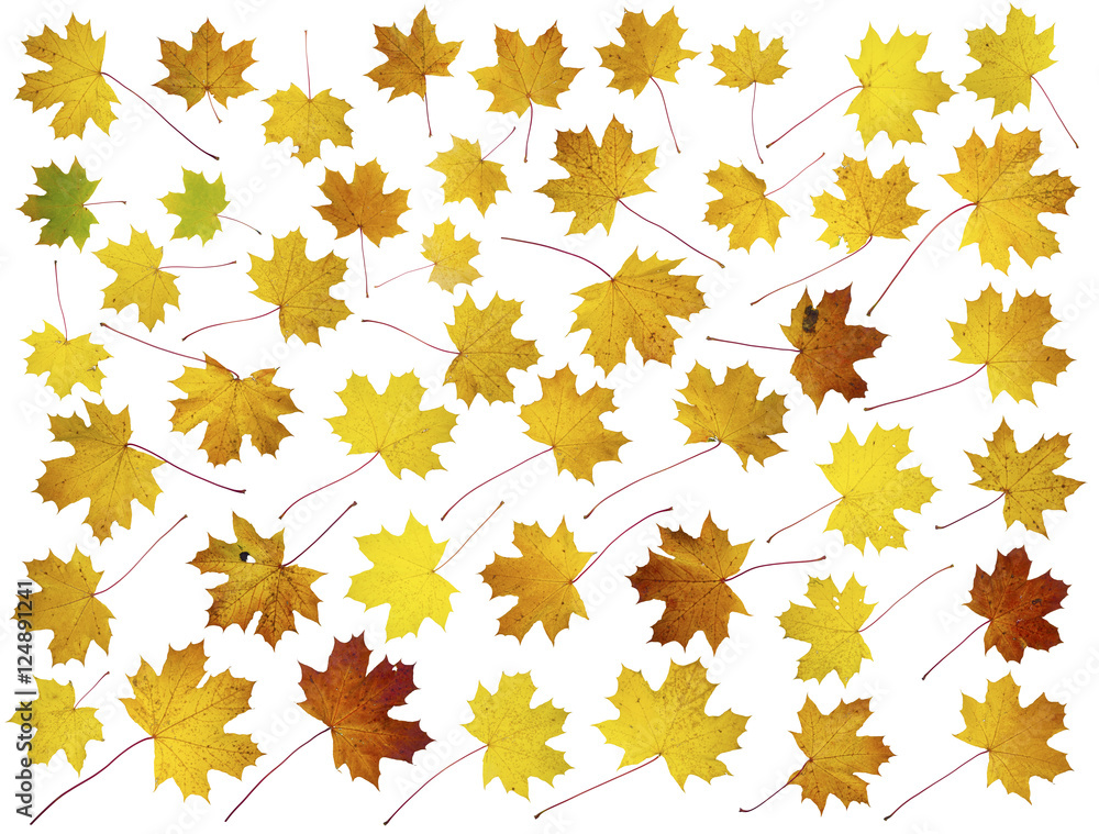 Forty five real maple leaves Forty five real maple leaves