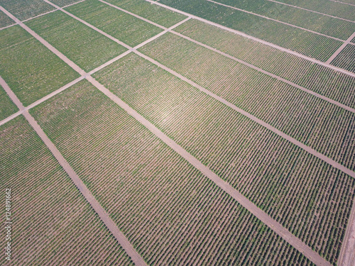 Grape orchards bird's-eye view. Vine rows. Top view of the garden photo