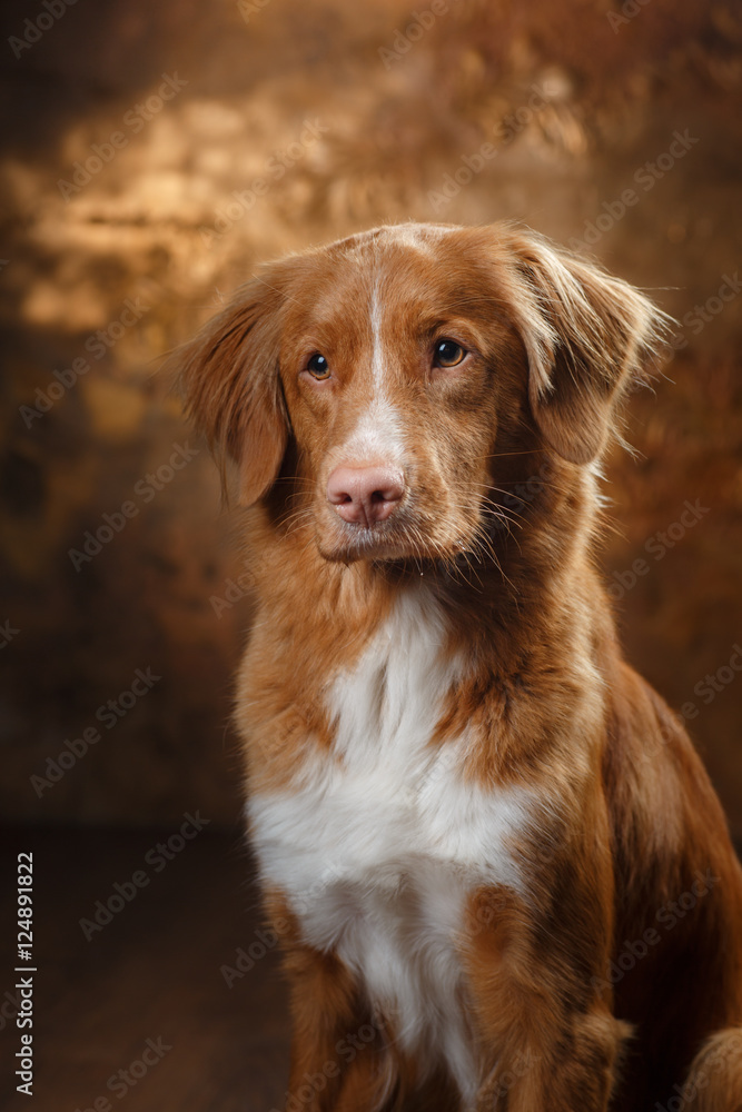 Dog Nova Scotia Duck Tolling Retriever portrait on a studio Dog Nova Scotia Duck Tolling Retriever portrait on a studio