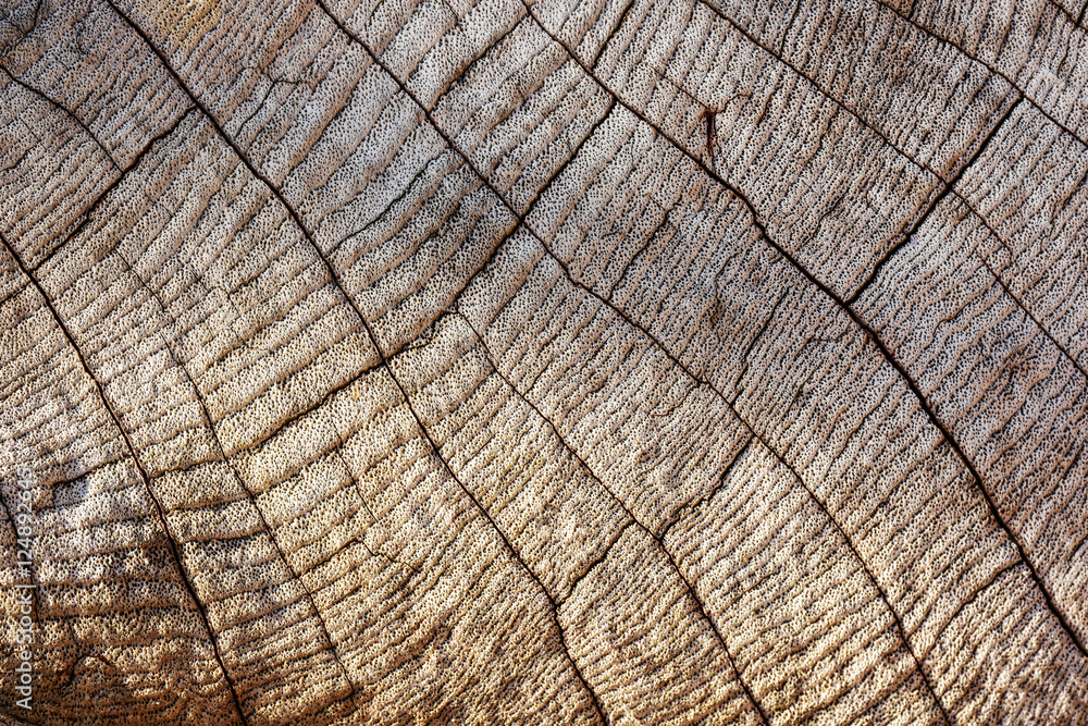 Fototapeta premium Wood texture.Weathered teak plank leaving interesting pattern texture.
