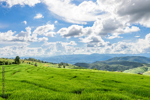Green Terraced Rice Field in Chiangmai  Thailand