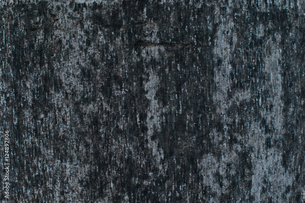 dirty black on coconut tree texture dirty black on coconut tree texture