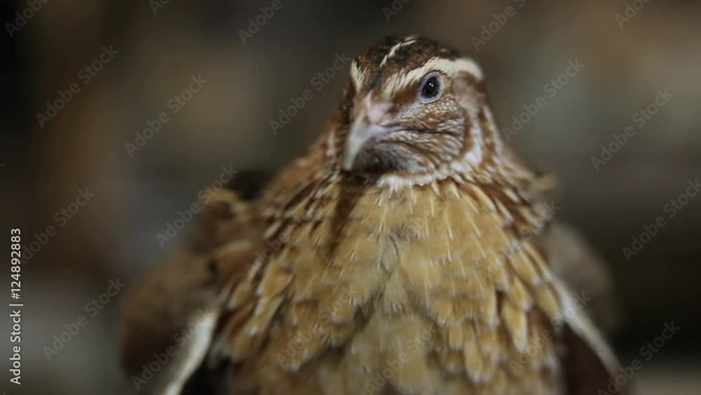 take the quail in hand take the quail in hand