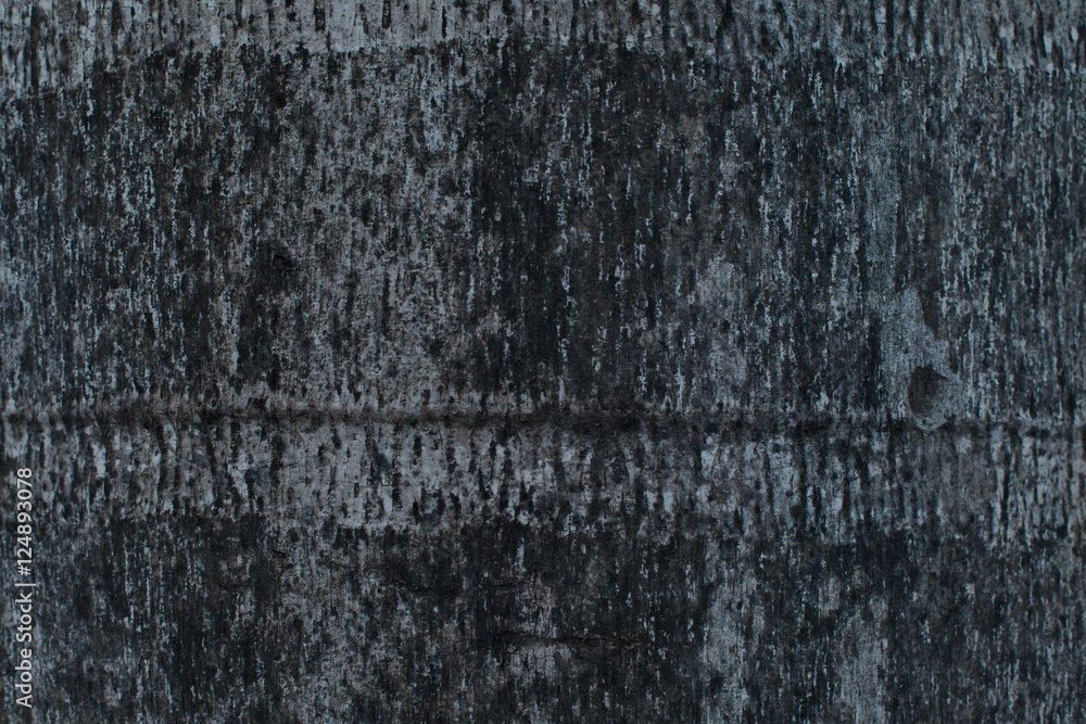 Obraz premium dirty black on coconut tree texture 