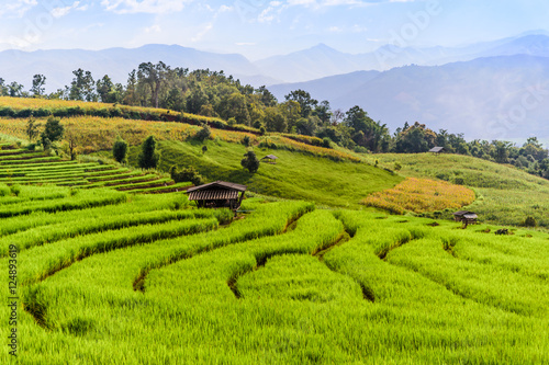 Green Terraced Rice Field in Chiangmai, Thailand © det-anan sunonethong