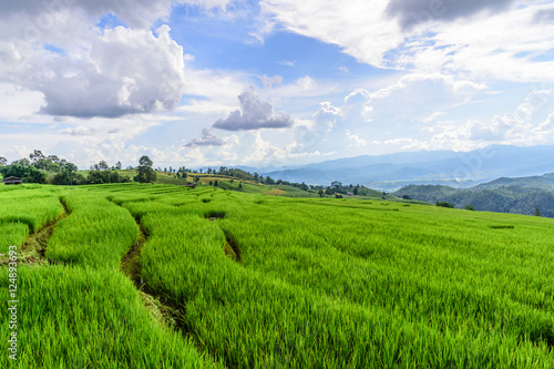 Green Terraced Rice Field in Chiangmai  Thailand