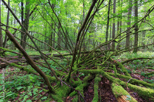 Dead spruce lying moss wrapped