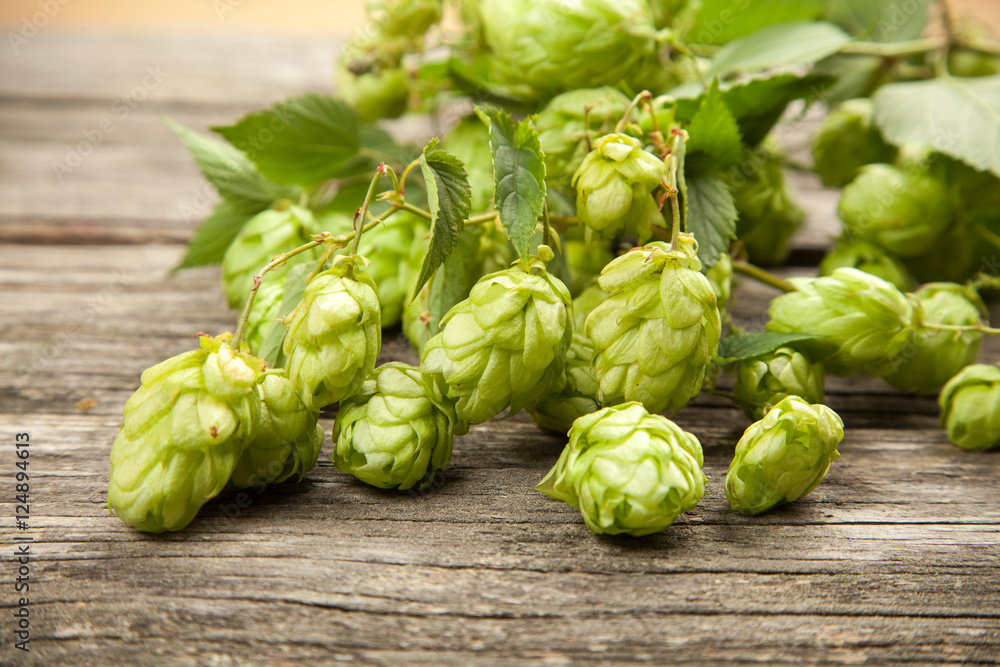 Fresh green hops Fresh green hops